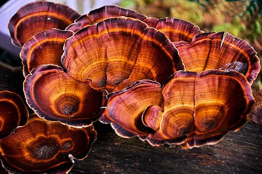The Holistic Benefits of Mushrooms for Wellness